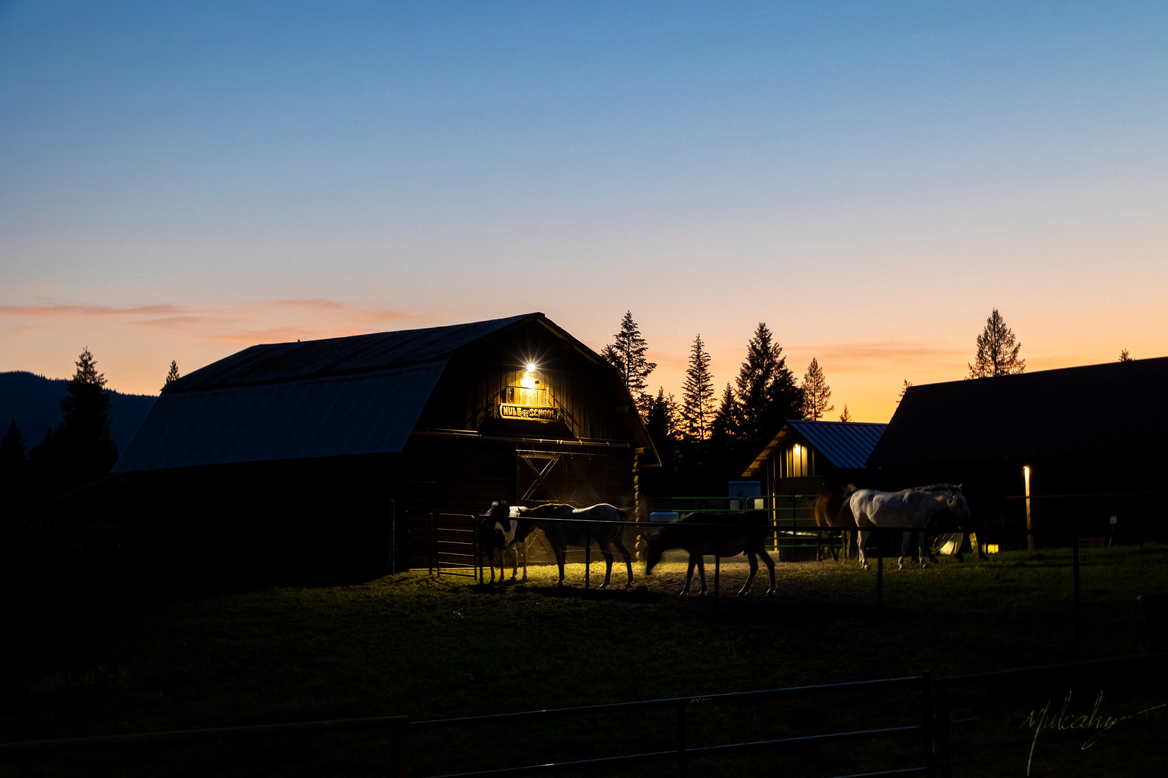 Lit barn and horses silhouetted at dusk on a Montana ranch
