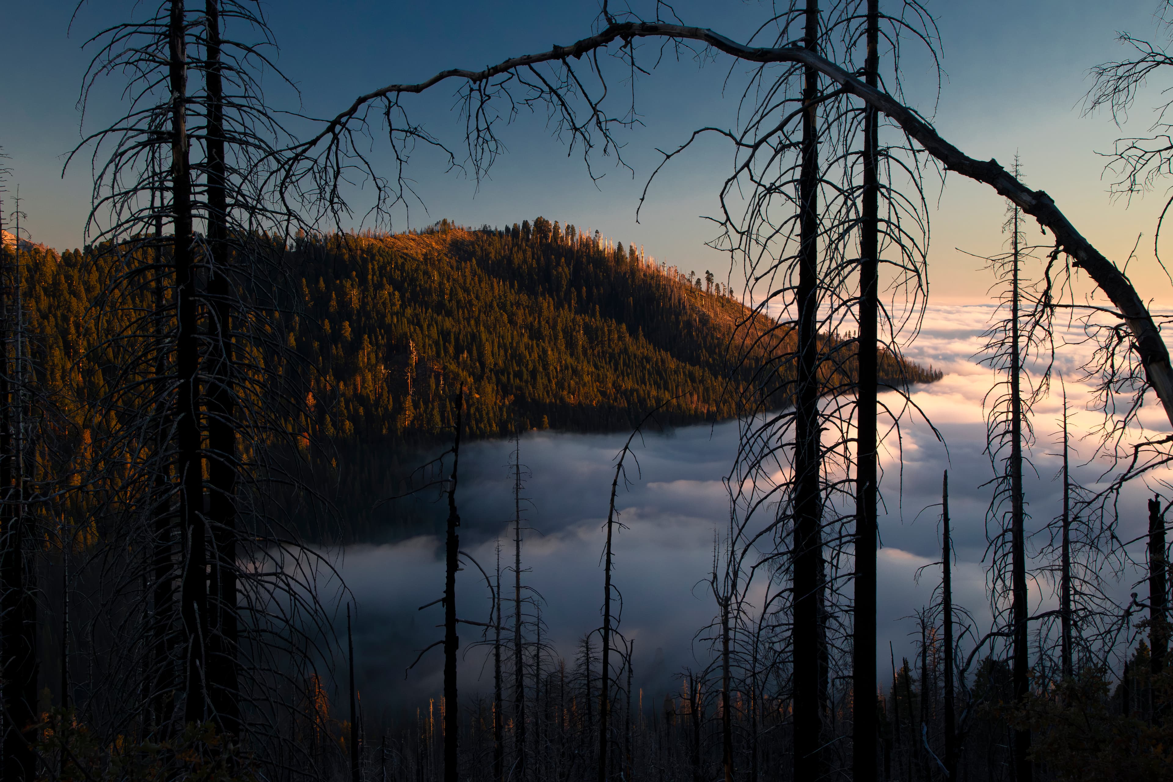Burned trees silhouetted against fog-filled valley at sunrise, Sierra Nevada