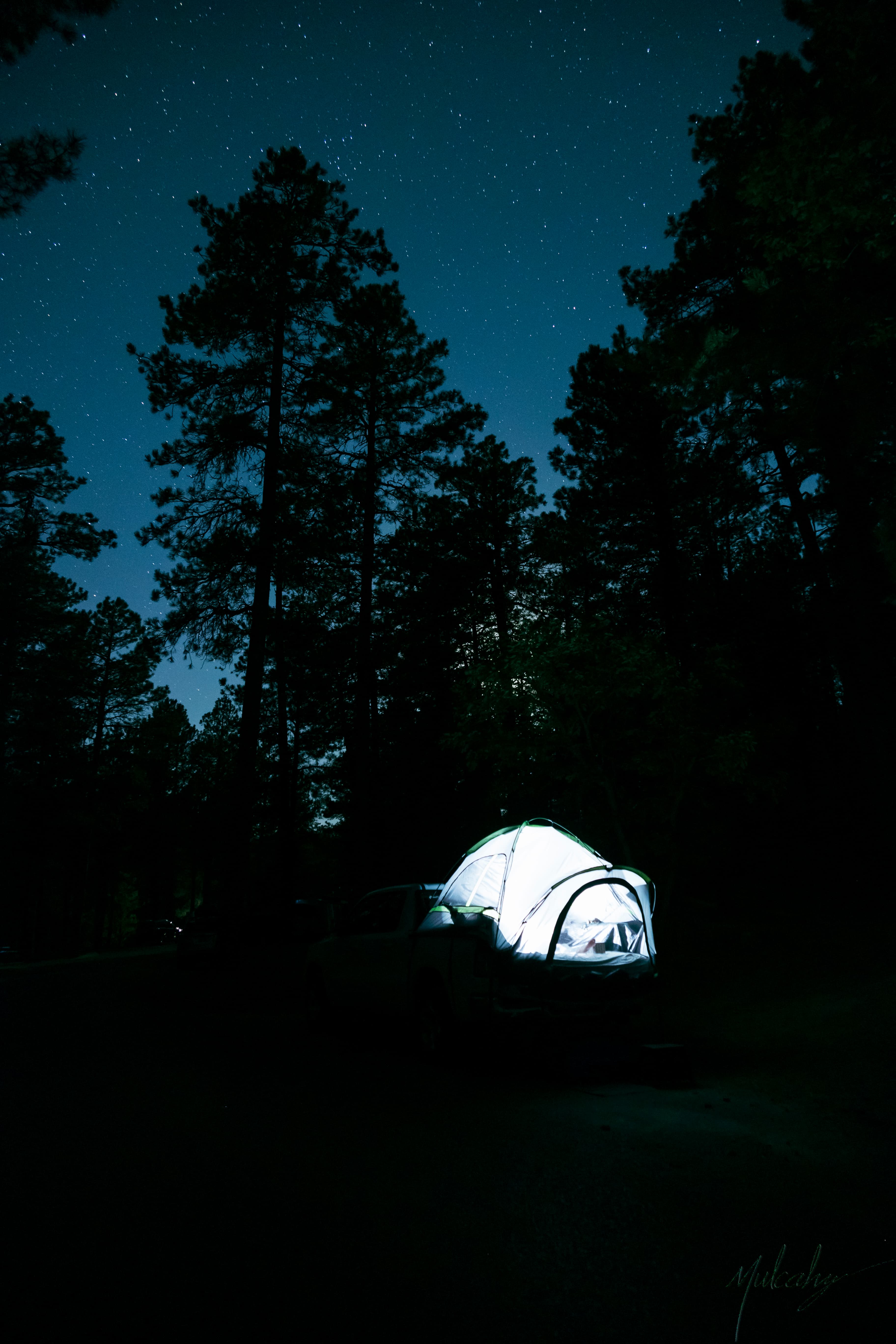 Glowing tent in pine forest under a star-filled sky, Black Hills