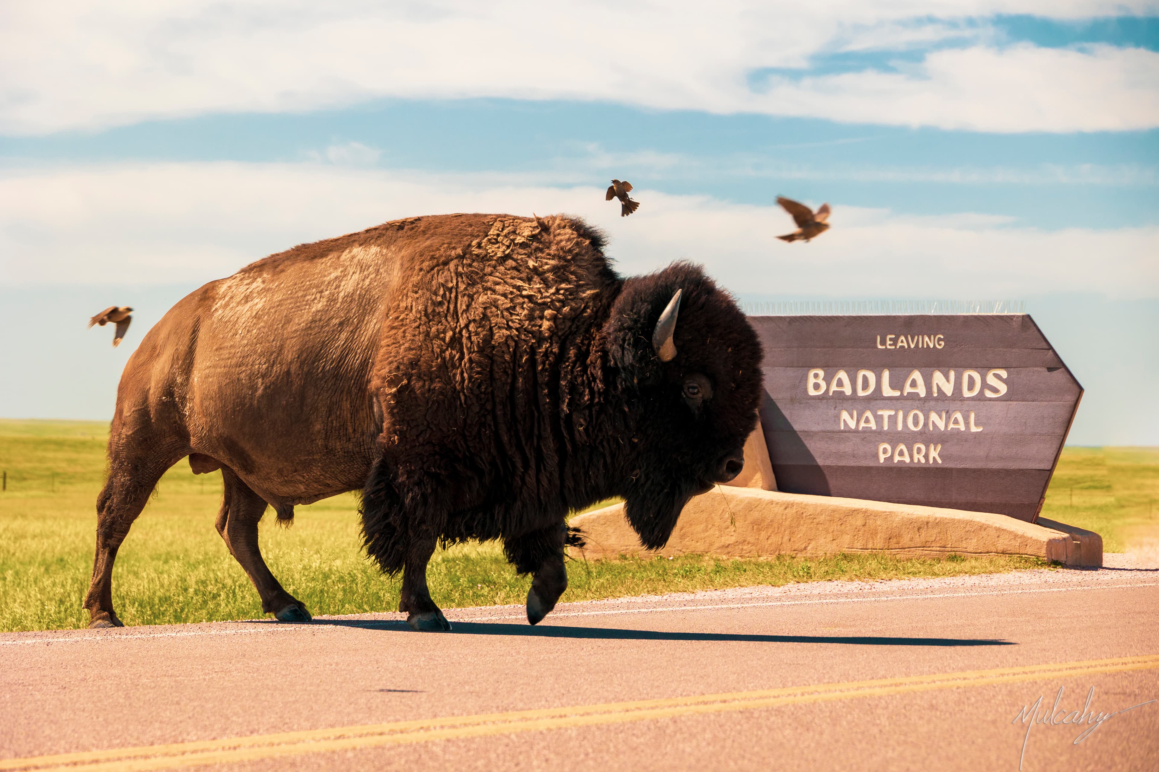 Bison walking past the Leaving Badlands National Park sign, birds in flight