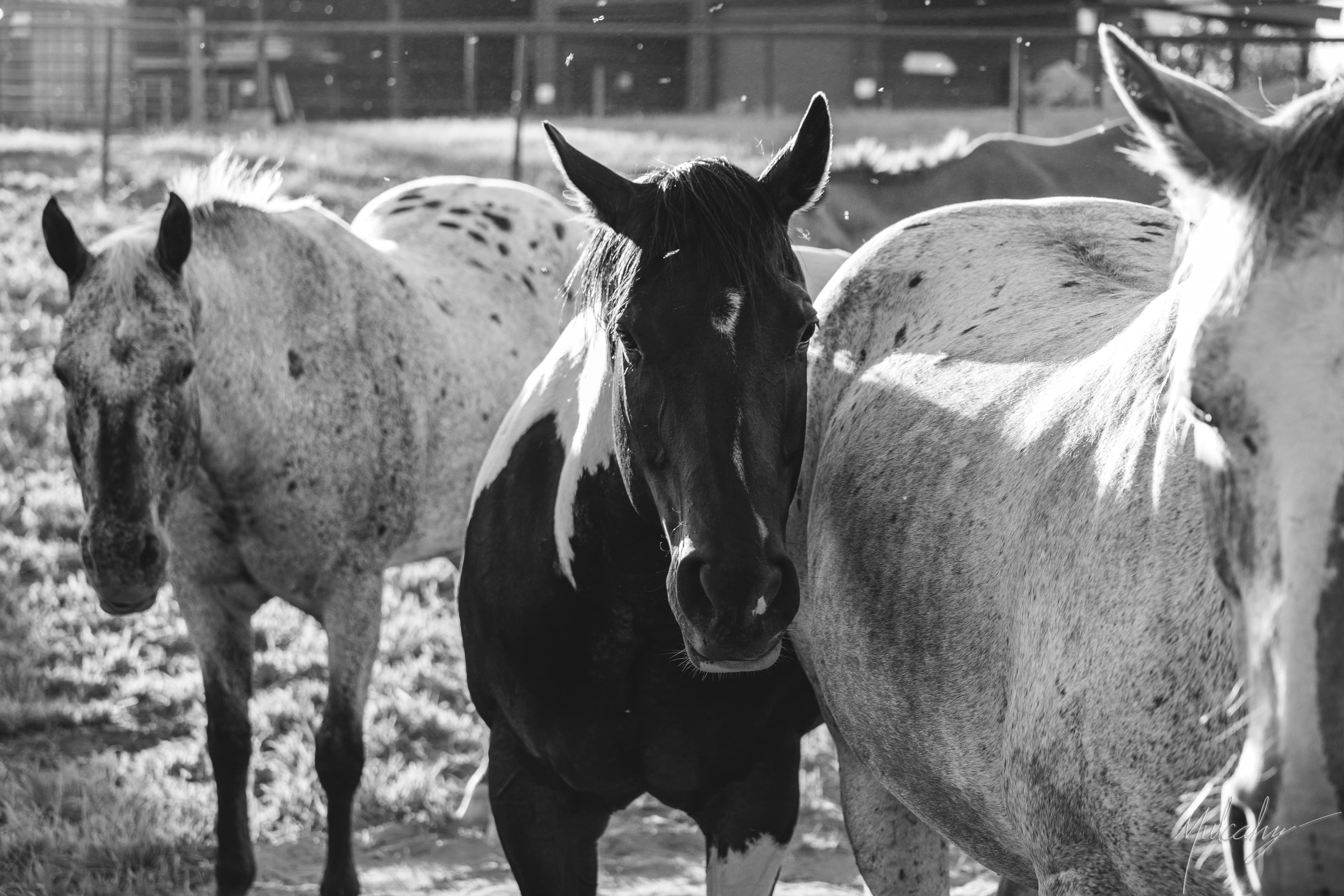 Black and white: three horses at a ranch corral in morning light