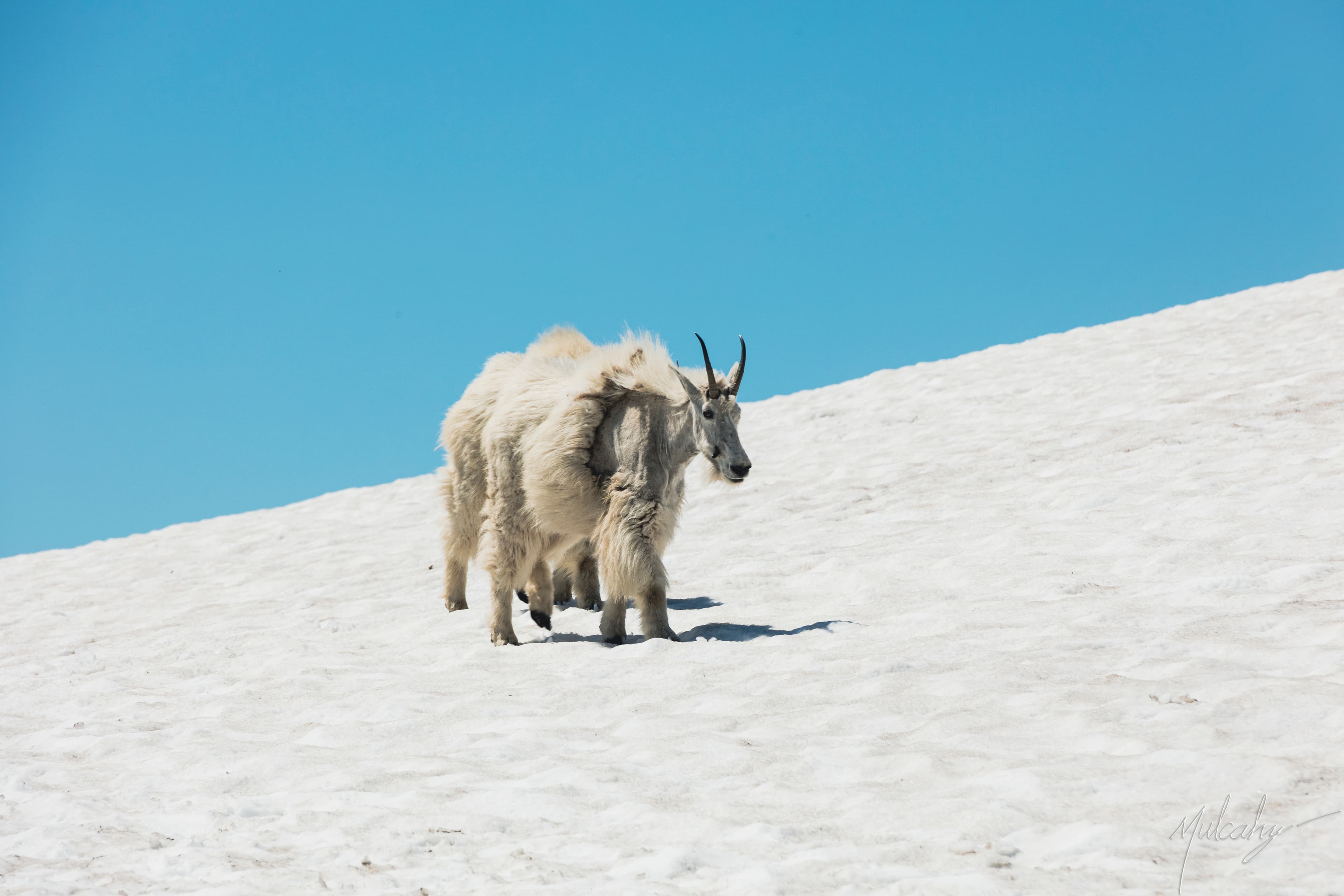 Two mountain goats on a snowfield against blue sky