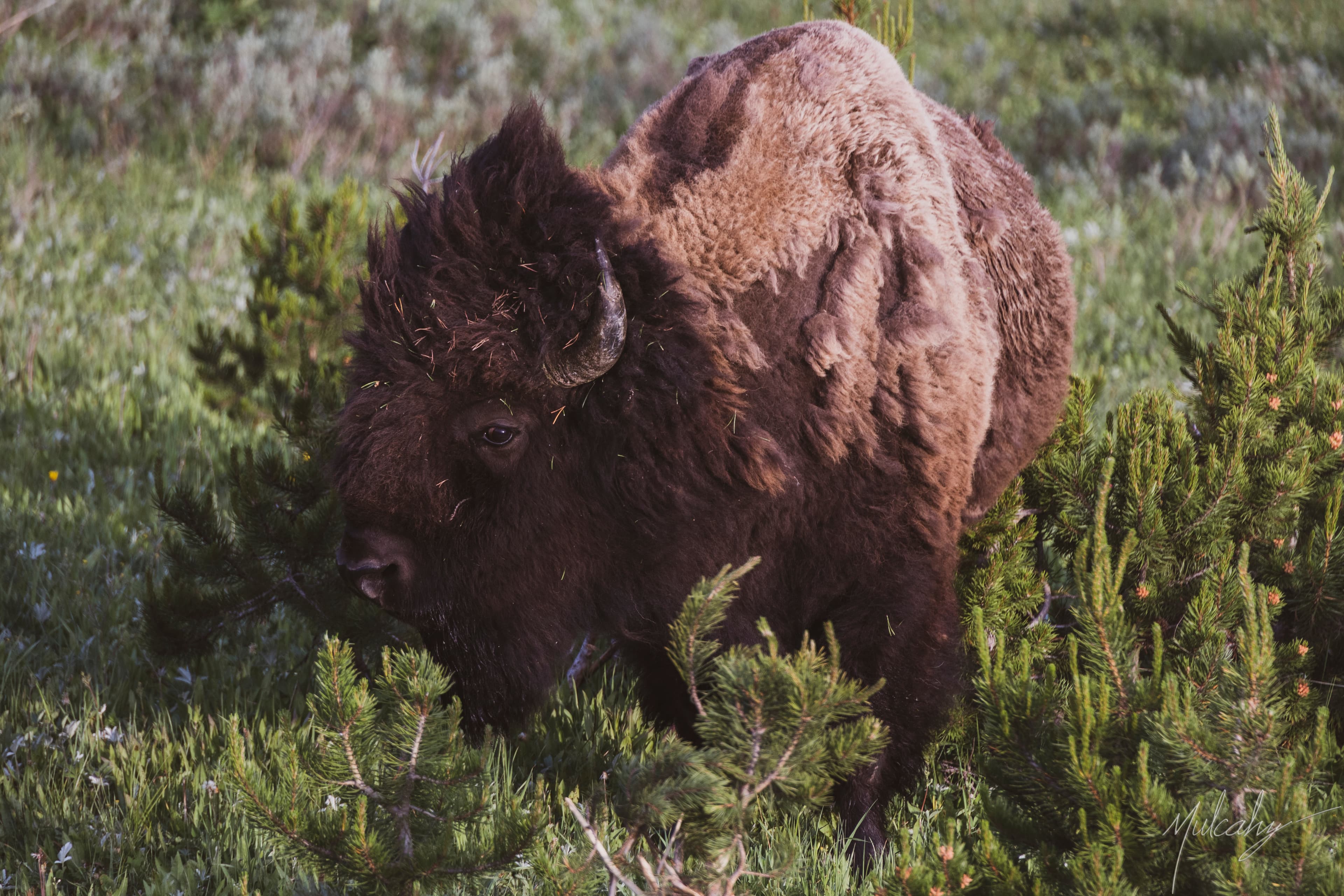 Bison grazing up close in brush, Yellowstone
