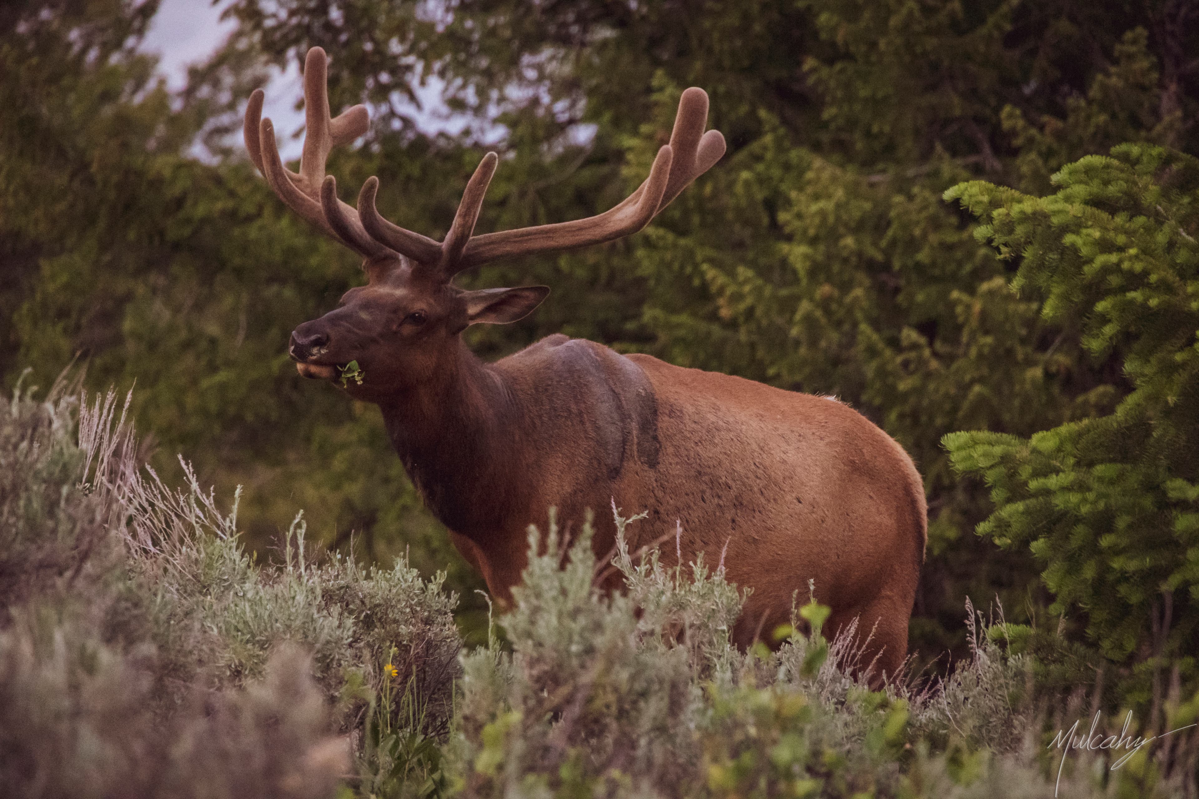 Large bull elk with antlers grazing in sagebrush